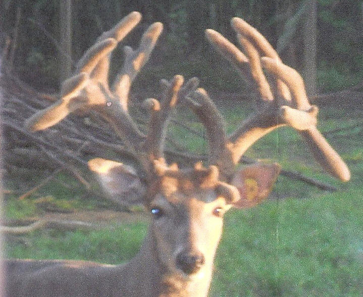 Breeding Superior Whitetail Deer, Doe fawns for sale,buck fawns for